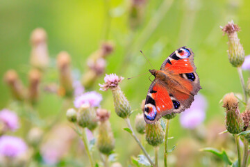 Aglais io, Peacock butterfly resting © Sander Meertins