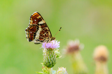 The map butterfly, araschnia levana, close-up portrait
