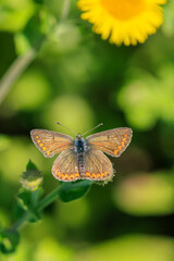  Brown Argus butterfly, Aricia agestis, open wings