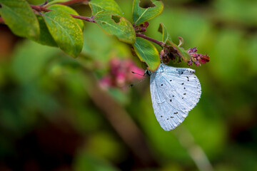 Closeup of a holly blue Celastrina argiolus butterfly feeding © Sander Meertins