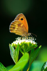 Gatekeeper butterfly, Pyronia tithonus, resting © Sander Meertins