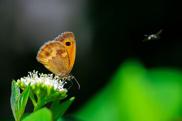 Gatekeeper butterfly, Pyronia tithonus, resting © Sander Meertins
