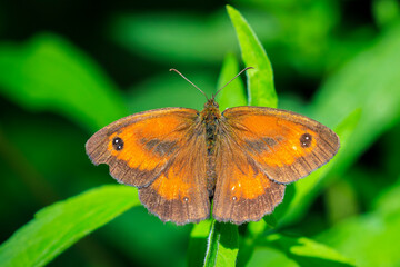 Gatekeeper butterfly, Pyronia tithonus, resting © Sander Meertins