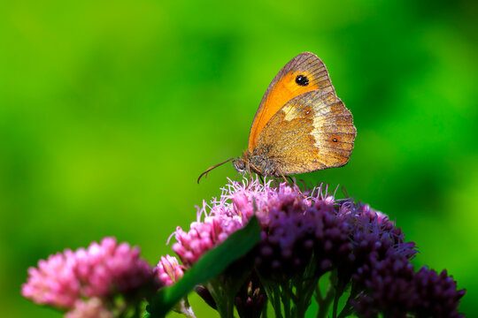 Gatekeeper butterfly, Pyronia tithonus, resting