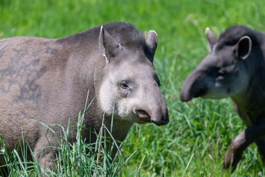 Close up of a tapir in a grassy meadow