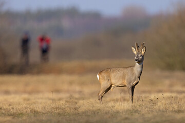 Sarna (Capreolus capreolus) © Grzegorz