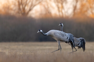 Żuraw (Grus grus) © Grzegorz