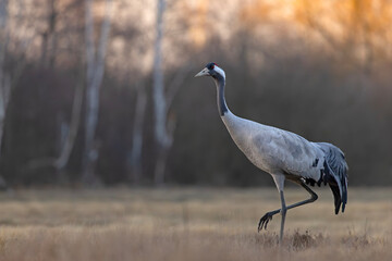 Żuraw (Grus grus) © Grzegorz