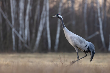 Żuraw (Grus grus) © Grzegorz