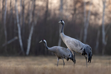 Żuraw (Grus grus) © Grzegorz