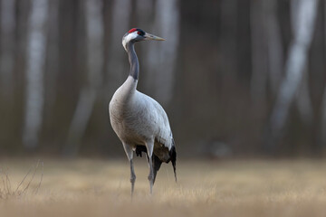 Żuraw (Grus grus) © Grzegorz