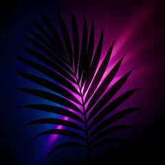 Palm frond silhouette highlighted by blue and magenta backlighting © Елена Шинкар
