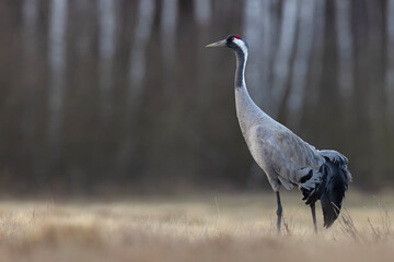Żuraw (Grus grus) © Grzegorz