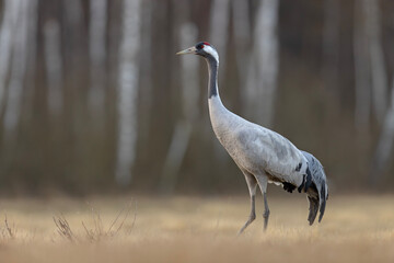 Żuraw (Grus grus) © Grzegorz
