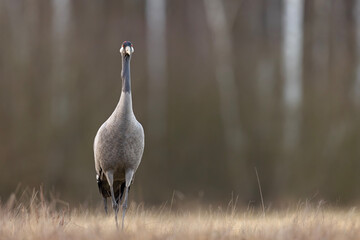 Żuraw (Grus grus) © Grzegorz