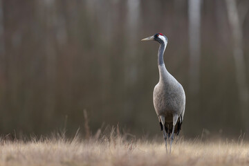 Żuraw (Grus grus) © Grzegorz