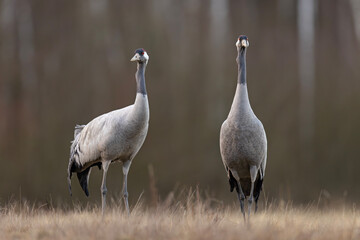 Żuraw (Grus grus) © Grzegorz