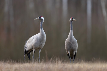 Żuraw (Grus grus) © Grzegorz