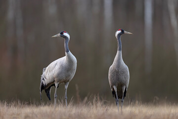 Żuraw (Grus grus) © Grzegorz