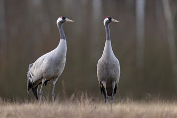 Żuraw (Grus grus) © Grzegorz