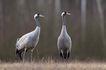 Żuraw (Grus grus) © Grzegorz