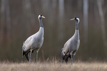 Żuraw (Grus grus) © Grzegorz