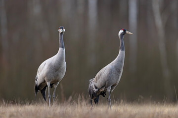 Żuraw (Grus grus) © Grzegorz