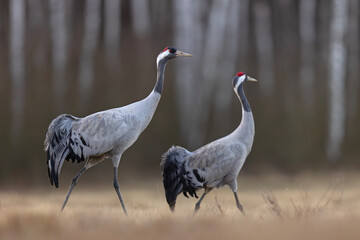 Żuraw (Grus grus) © Grzegorz