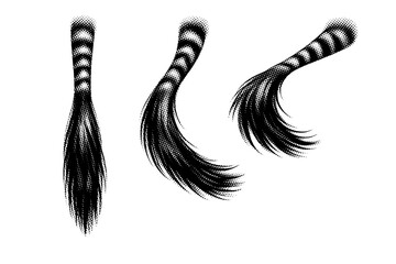 Fototapeta premium Plains zebra tail A realistic plains zebra tail illustrated as one object in three different positions to convey length, tuft mass, and movement. Black and
