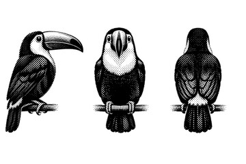 Obraz premium Toucan full body perched posture displayed in side view, front view, and rear view emphasizing compact body and upright stance. Black and white dot style with