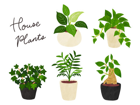 観葉植物5種類のセット4　水彩風手描きイラスト