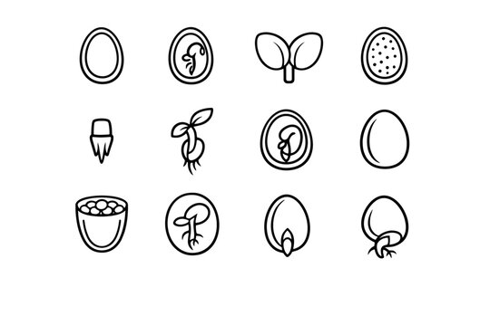 Seed Anatomy. Line icon set of Seed Anatomy: seed coat, embryo inside seed, cotyledon pair, endosperm, radicle tip, plumule shoot, seed cross