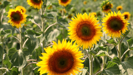 Obraz premium Bright sunflowers glowing in a summer field