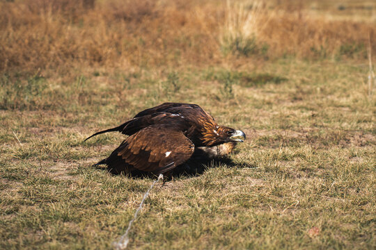 Golden Eagle Resting on Steppe Grassland