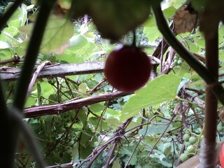 Green leaves and fruit