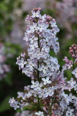 Obraz premium Soft purple lilac flowers blooming in spring