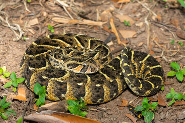 Obraz premium Close-up of a potently cytotoxic puff adder (Bitis arietans). A deadly venomous snake in the wild from KwaZulu-Natal, South Africa