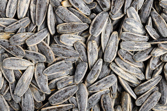 Close-up of salted sunflower seeds