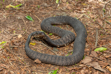 Fototapeta premium A highly venomous rinkhals (Hemachatus haemachatus), also known as a ringhals or ring-necked spitting cobra, feigning death