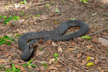 Fototapeta premium A highly venomous rinkhals (Hemachatus haemachatus), also known as a ringhals or ring-necked spitting cobra, displaying its signature hood in a defensive pose