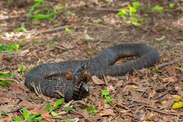 Fototapeta premium A highly venomous rinkhals (Hemachatus haemachatus), also known as a ringhals or ring-necked spitting cobra, displaying its signature hood in a defensive pose