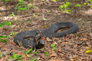 Obraz premium A highly venomous rinkhals (Hemachatus haemachatus), also known as a ringhals or ring-necked spitting cobra, displaying its signature hood in a defensive pose