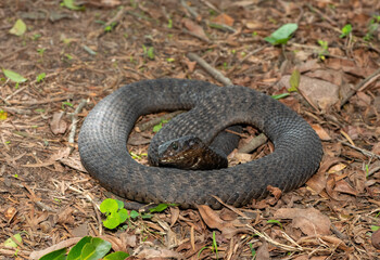 Fototapeta premium A highly venomous rinkhals (Hemachatus haemachatus), also known as a ringhals or ring-necked spitting cobra, feigning death