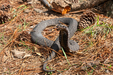 Fototapeta premium A highly venomous rinkhals (Hemachatus haemachatus), also known as a ringhals or ring-necked spitting cobra, displaying its signature hood in a defensive pose