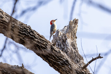red billed hornbill in tree © Dennis