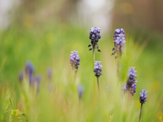 Obraz premium Delicate Purple Muscari Flowers Blooming in Green Grass