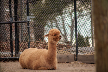 Laying Alpaca © Dennis