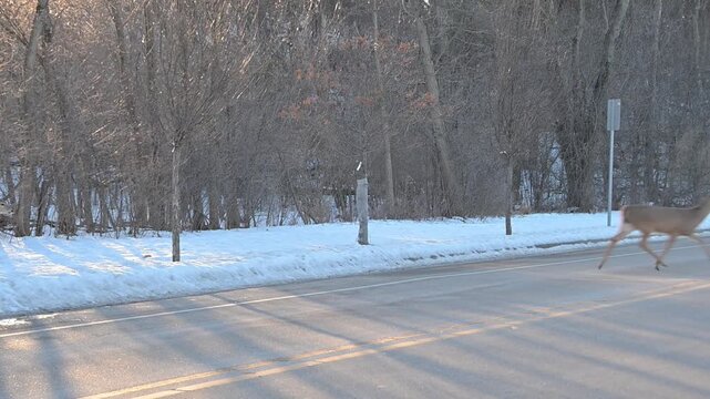 Six Deer Crossing the Road