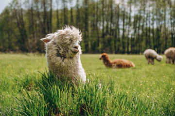 Fototapeta premium Alpacas graze in the spring meadow high in the mountains.