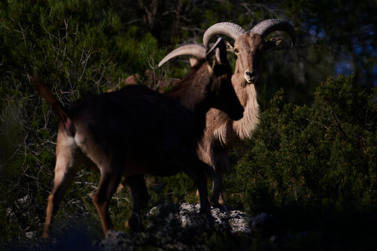 Wild arrui goats in the mountains of Spain